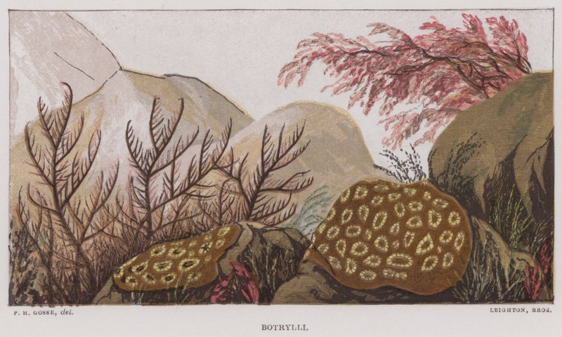 Botrylli (farge litho) av English School