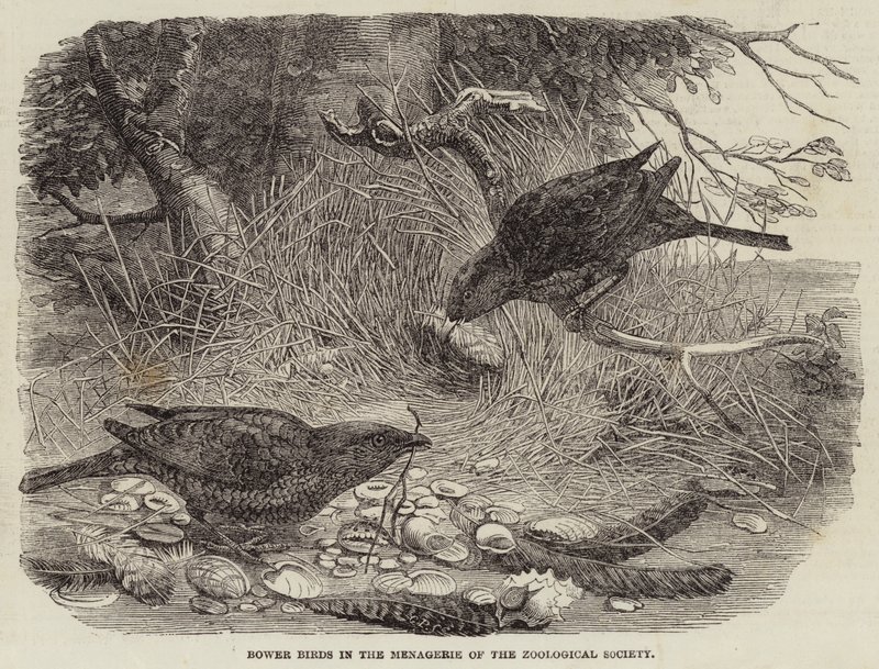 Bower Birds in the Menagerie of the Zoological Society (gravering) av English School