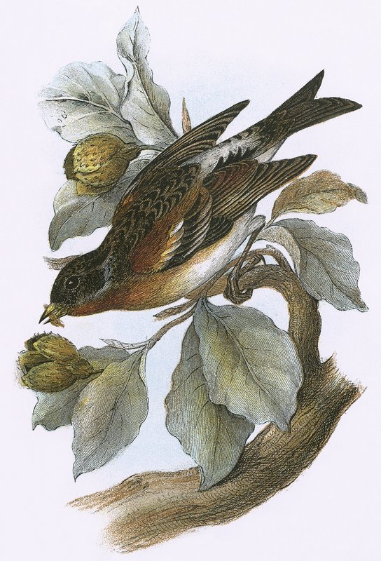 Brambling av English School