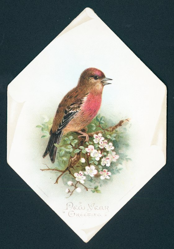 Brambling, nyttårskort av English School