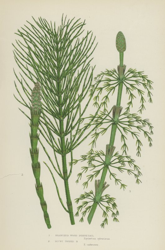 Forgrenet kjerringrokk, kjerringrokk med sløv topp (farge litho) av English School