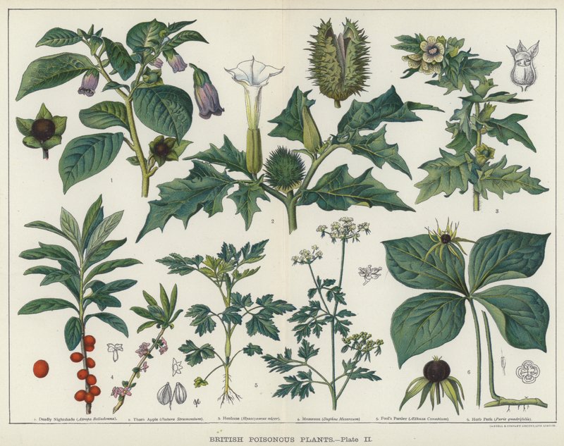Britiske giftige planter (farge litho) av English School