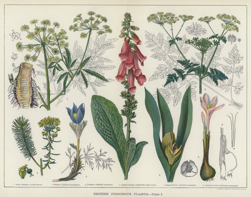 Britiske giftige planter (farge litho) av English School