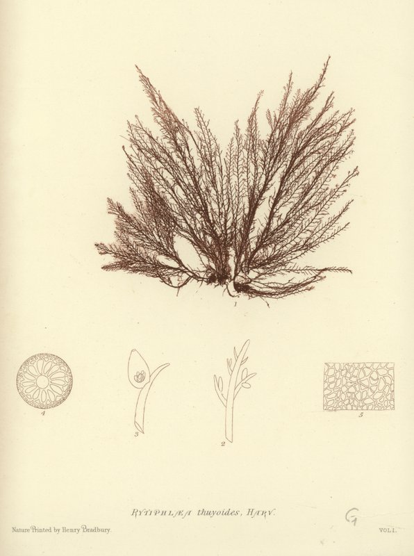 British Sea-Weed (naturtrykt) av English School