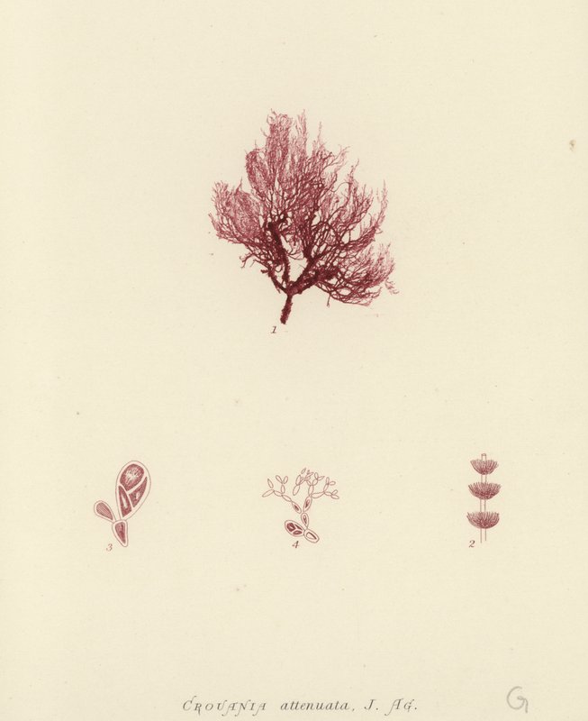 British Sea-Weed (naturtrykt) av English School