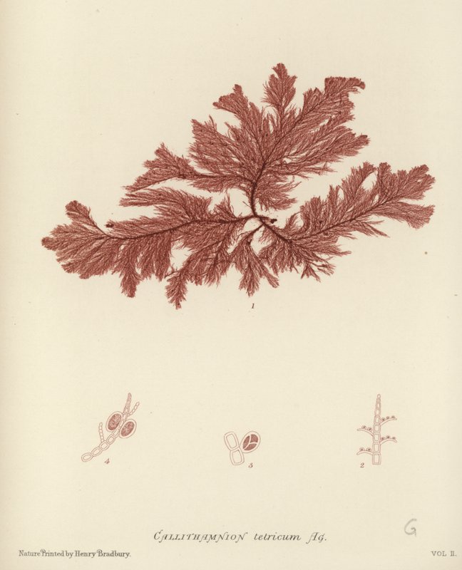 Britisk Sea-Weed av English School