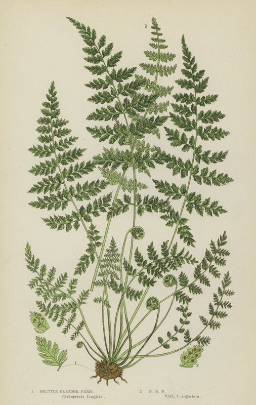 Sprø blærebregne (farge litho) av English School
