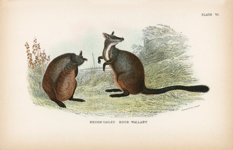Brush-tailed Rock-Wallaby av English School