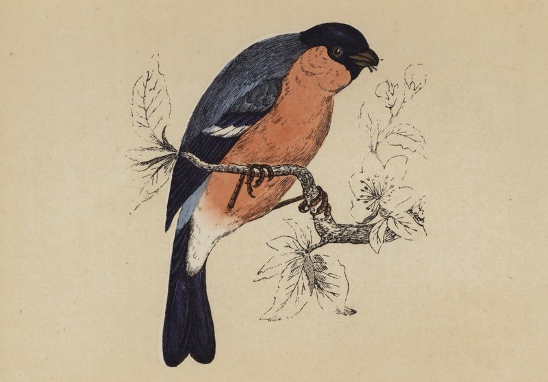 Bullfinch (farge litho) av English School