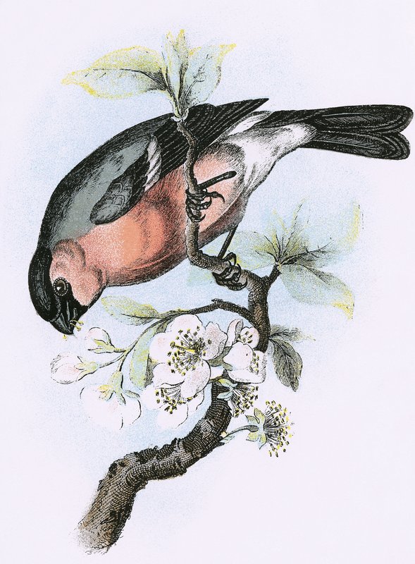 Bullfinch av English School