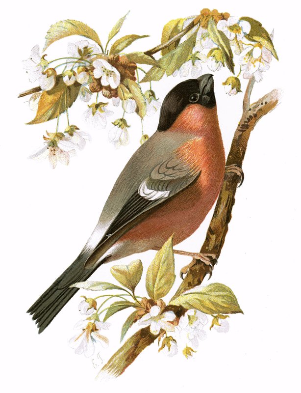 Bullfinch av English School
