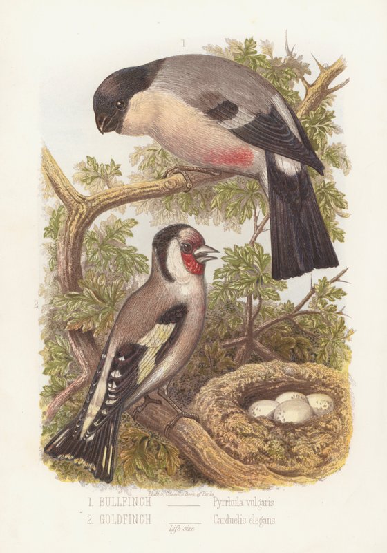 Bullfinch, Pyrrhula Vulgaris og Goldfinch, Carduelis Elegans (farge litho) av English School