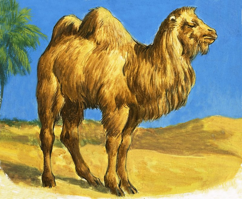 Kamel av English School