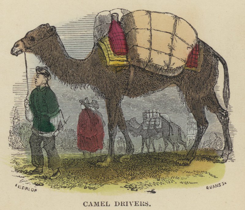 Camel Drivers (farget gravering) av English School