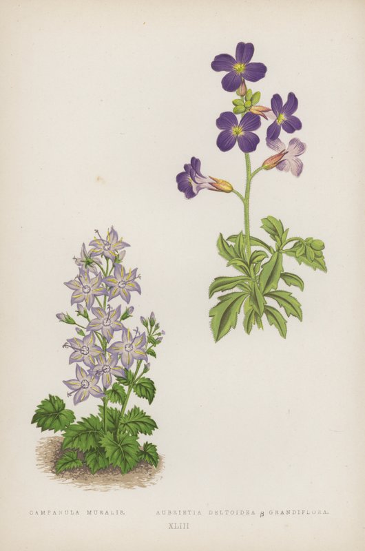 Campanula Muralis; Aubrietia Deltoidea B Grandiflora (farge litho) av English School