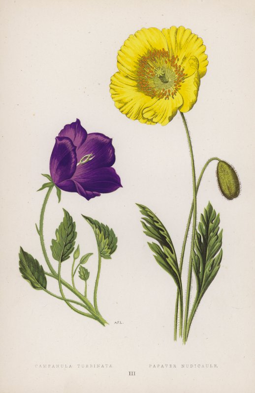 Campanula Turbinata; Poppy Nudicaule (farge litho) av English School