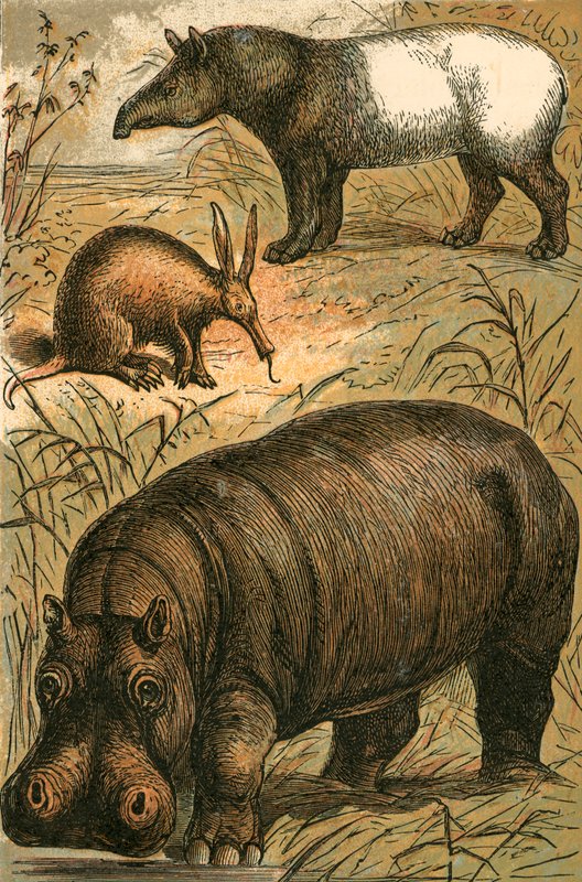 Cape anteater, Malay Tapir og Hippopotamus av English School