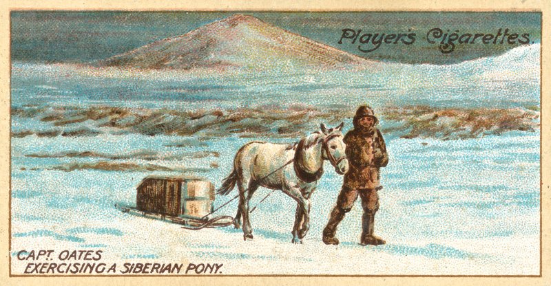 Kaptein Oates trener en sibirsk ponni (chromolitho) av English School