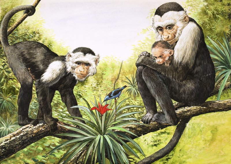 Kapusineraper, illustrasjon fra «Naturens eventyrland» av English School
