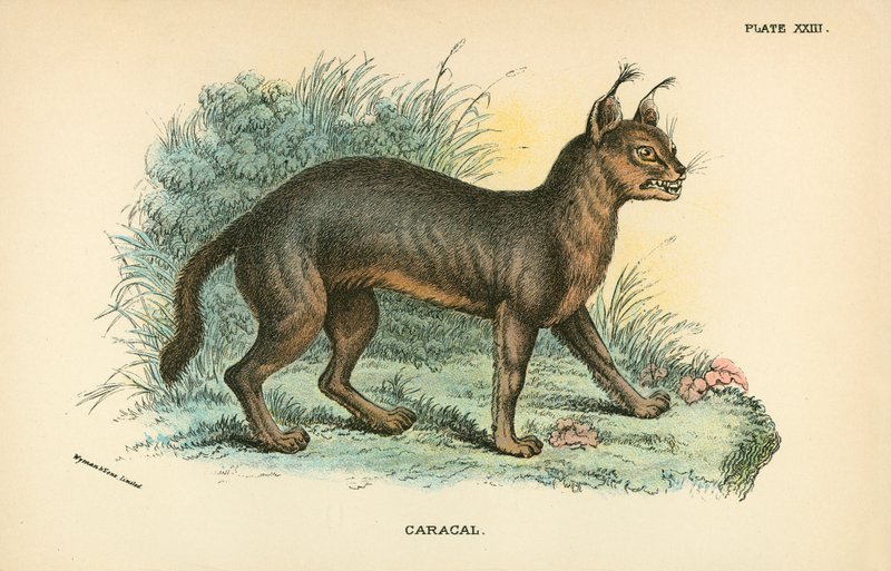 Caracal av English School