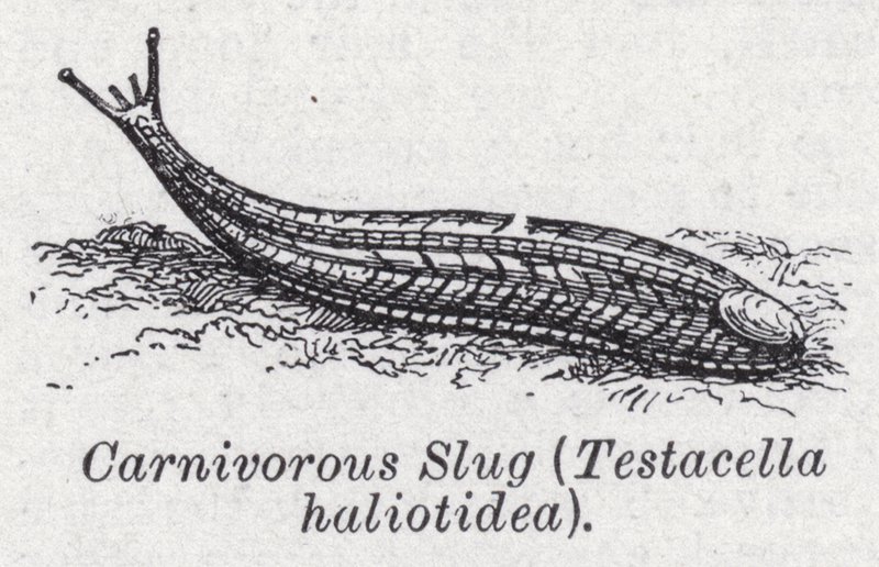 Kjøttetende snegl, Testacella haliotidea (litho) av English School