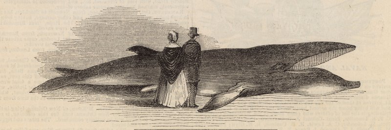Å fange en hval utenfor Deptford Pier: hvalen av English School