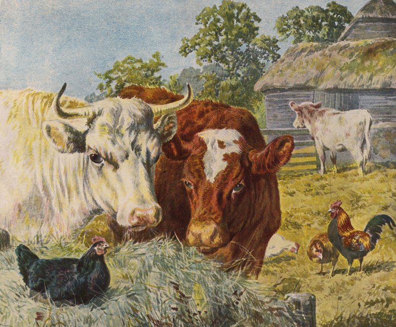 Storfe og kyllinger (farge litho) av English School