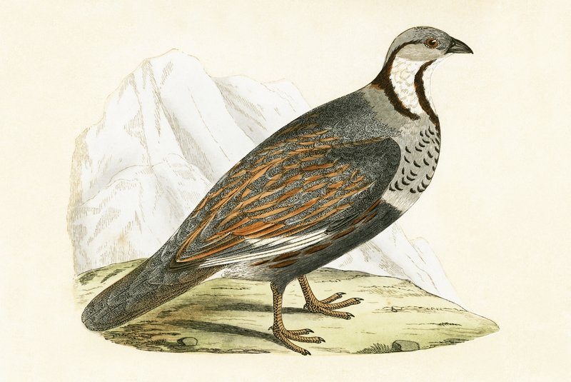 Caucasian Snow Partridge, illustrasjon fra 