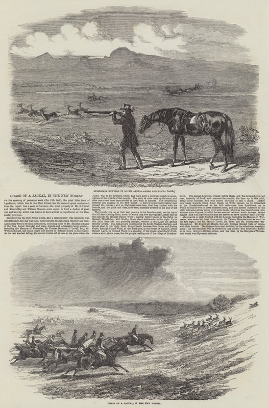 Chase of a Jackal, in the New Forest (gravering) av English School