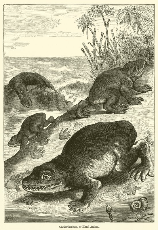 Cheirotherium, eller hånddyr (gravering) av English School