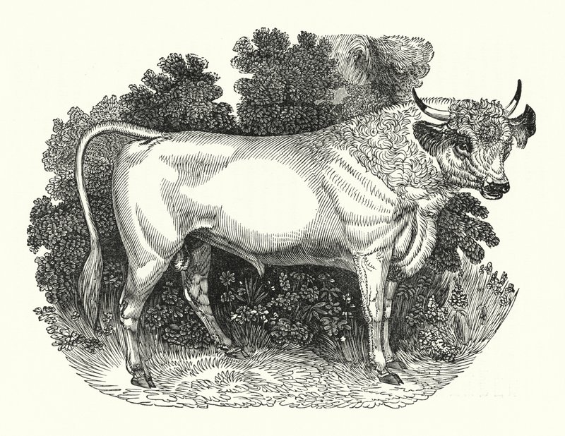 Chillingham Cattle (gravering) av English School