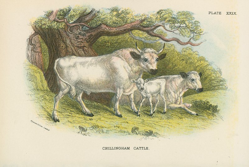 Chillingham storfe av English School
