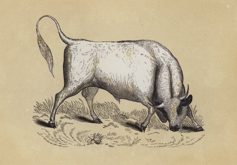 Chillingham Wild Bull (farge litho) av English School