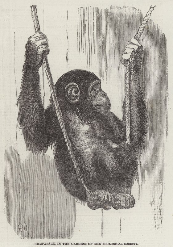 Sjimpanse, i Gardens of the Zoological Society (gravering) av English School
