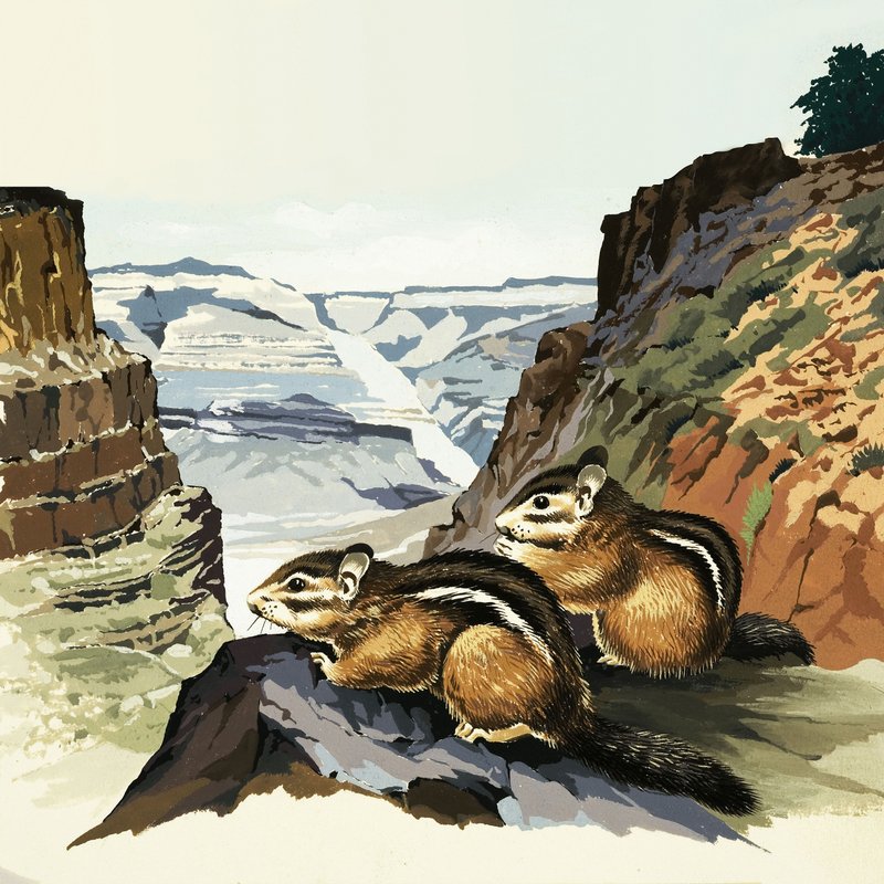 Chipmunks i Grand Canyon National Park av English School