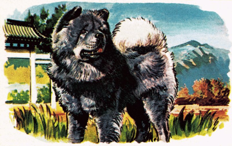 Chow-Chow av English School