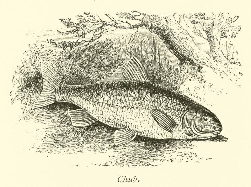 Chub av English School