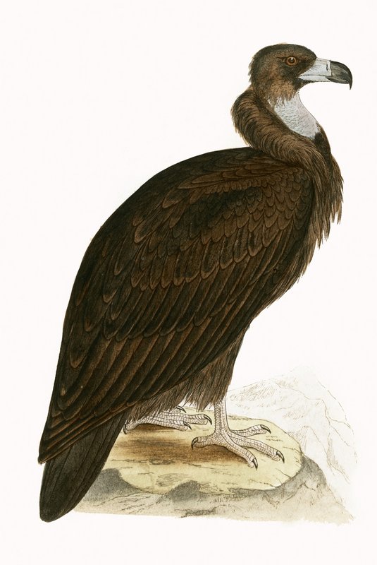 Cinereous Vulture, illustrasjon fra 
