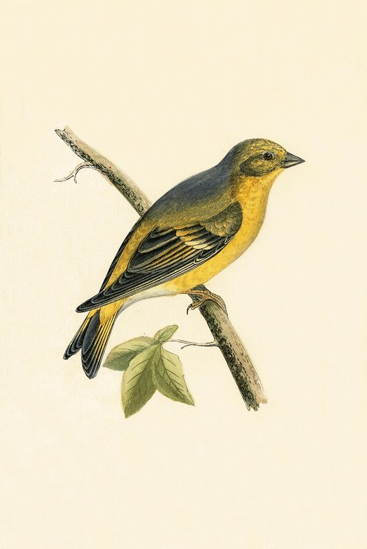 Citril Finch, illustrasjon fra 