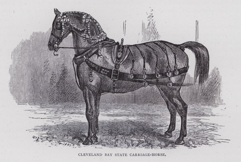 Cleveland Bay State Carriage-Horse (gravering) av English School