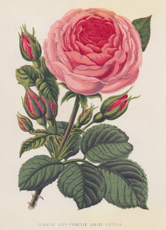 Klatrerose, prinsesse Louise Victoria (litho-farge) av English School
