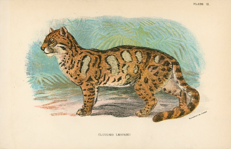 Skyet leopard av English School