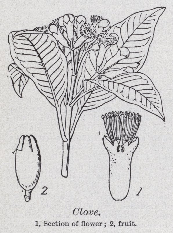 nellik (litho) av English School