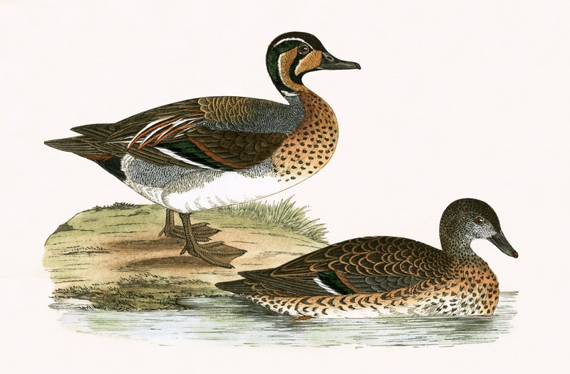 Clucking Teal, illustrasjon fra 