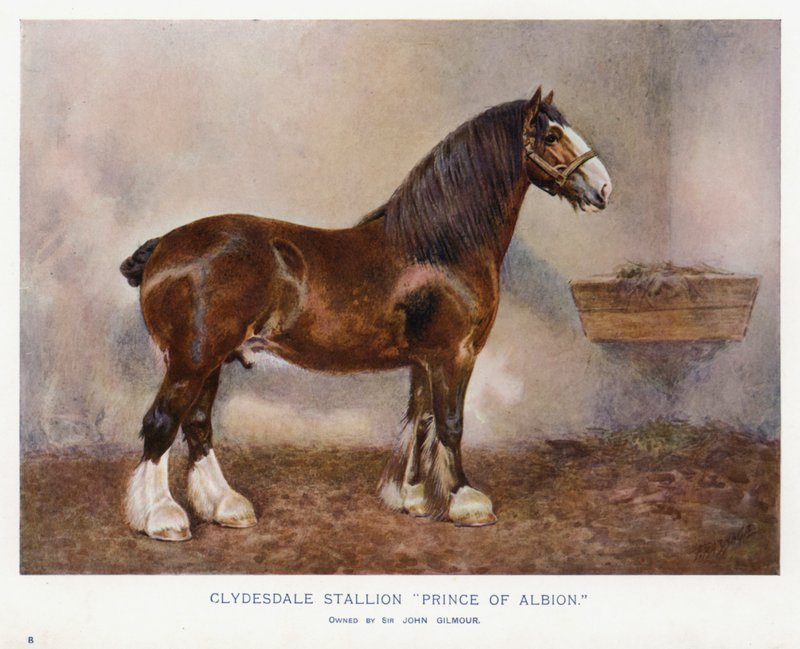 Clydesdale Stallion "Prince of Albion" av English School