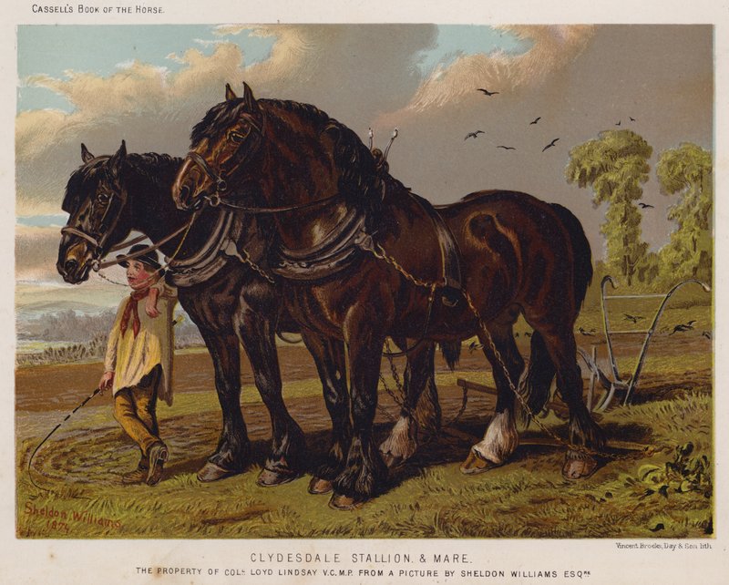 Clydesdale Stallion and Mare, eiendommen til oberst Loyd Lindsay, VC, MP av English School