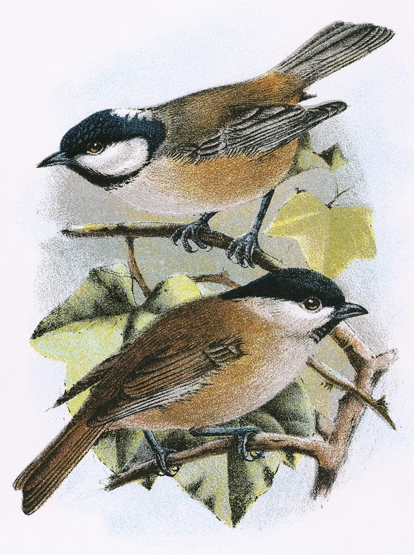 Kullmeis (øverst) og myrmeis (nederst) av English School