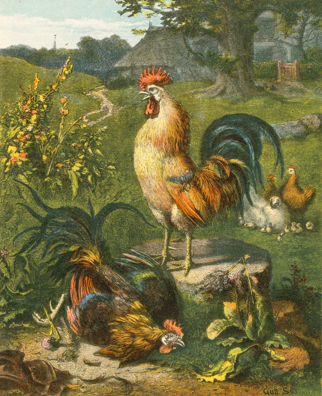Cock, Victor av English School