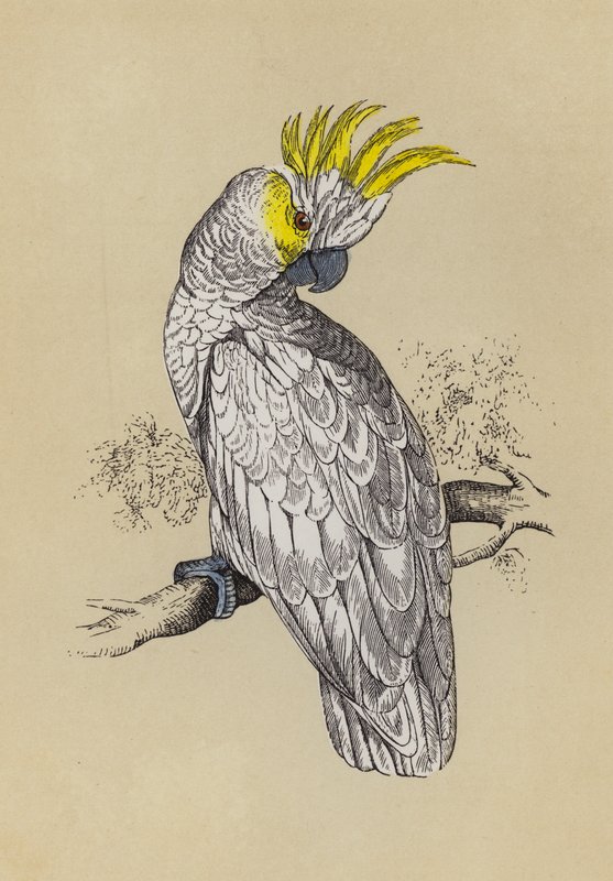 Kakadu (farge litho) av English School