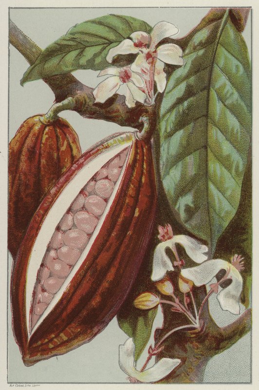 Kakaoblomster og belg, som viser innsiden av en belg (chromolitho) av English School